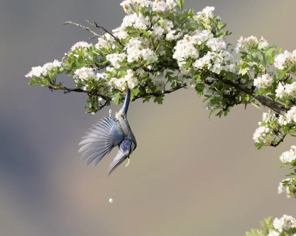 Blue Tit