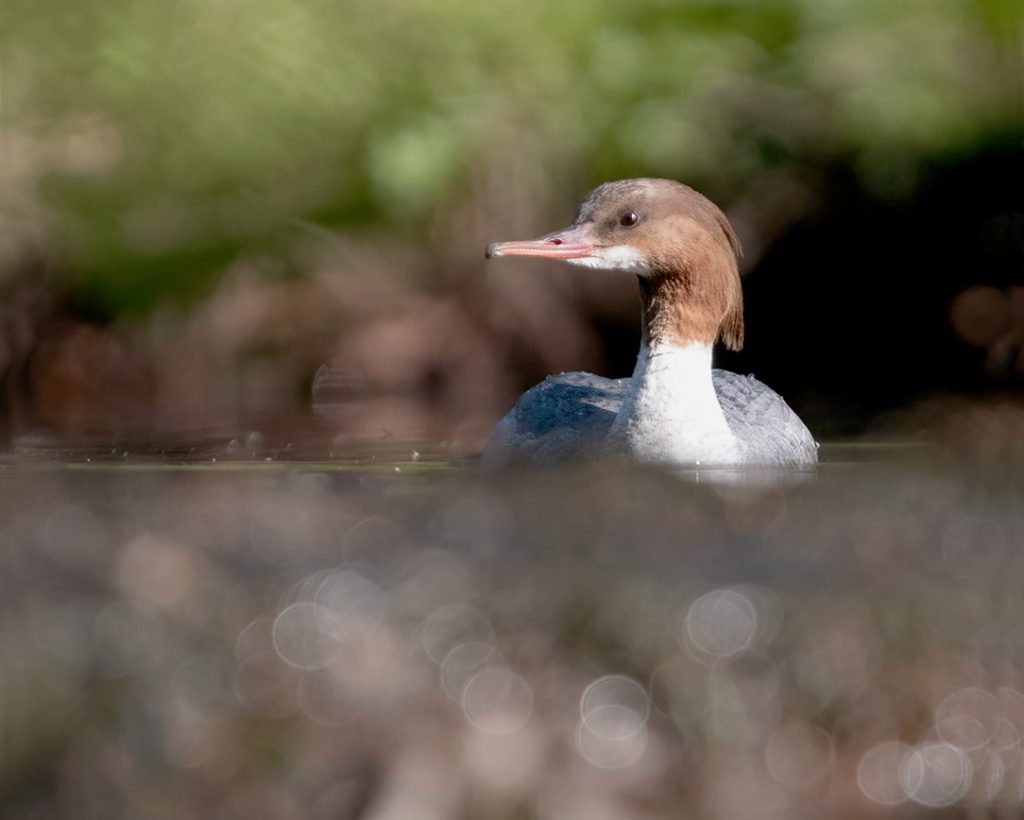 Femal Goosander