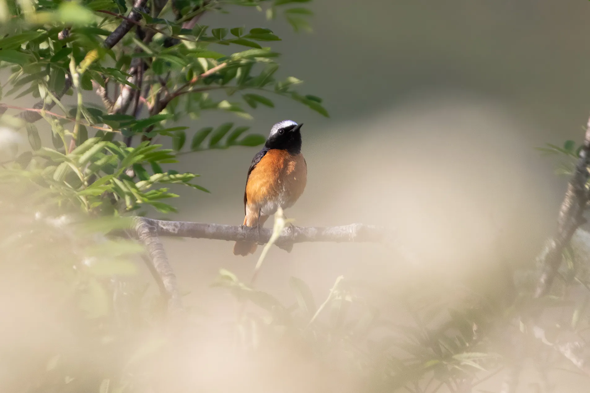 Male Redstart