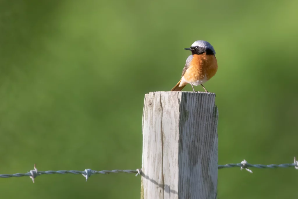 Male Redstart on fence post