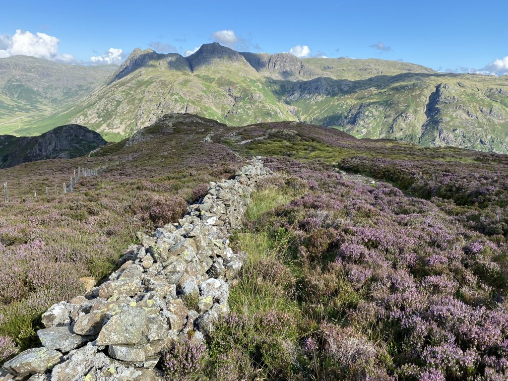 Heather on Lingmoor, view towards Langdale Pikes