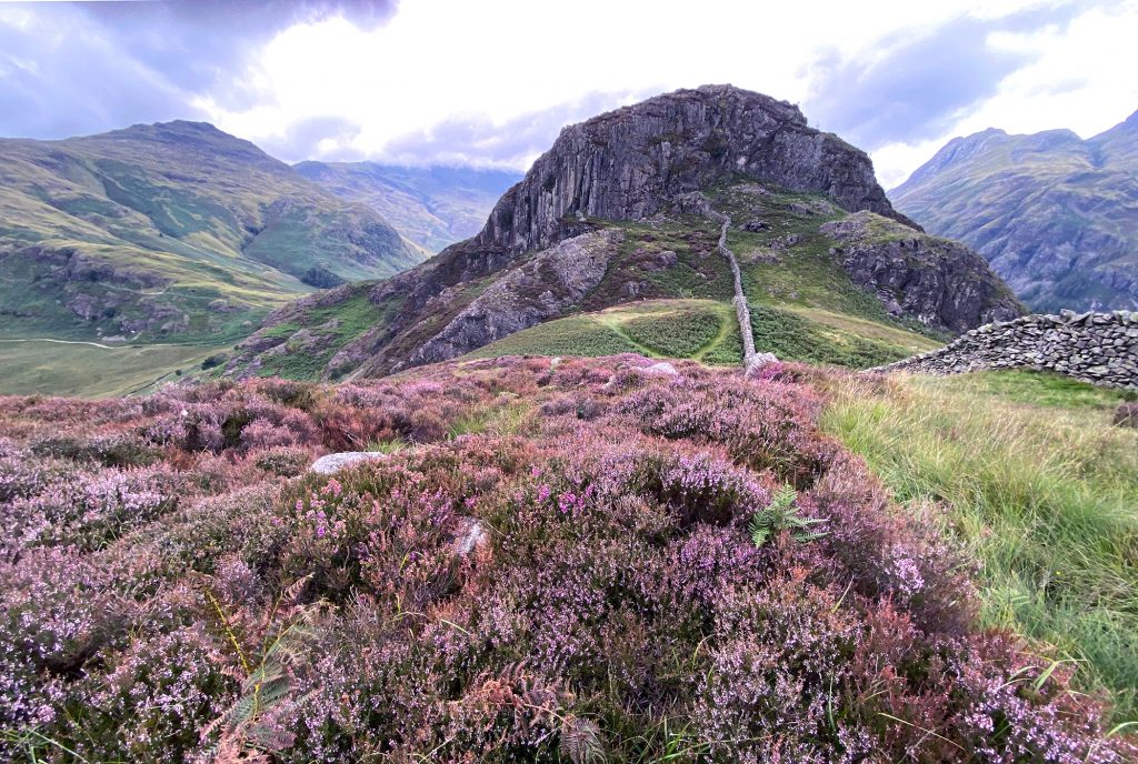 Lingmoor Fell Heather